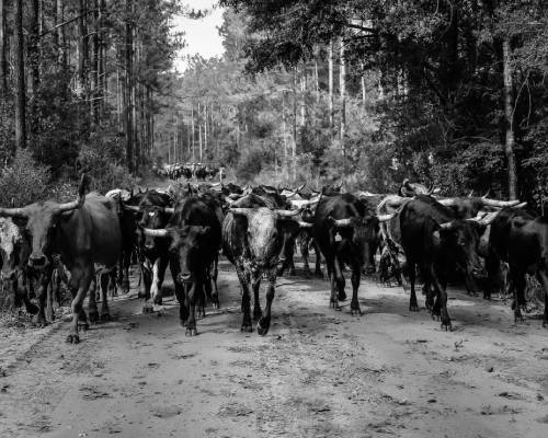  5th Annual Round Up Cattle Drive
