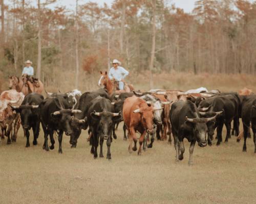  5th Annual Round Up Cattle Drive