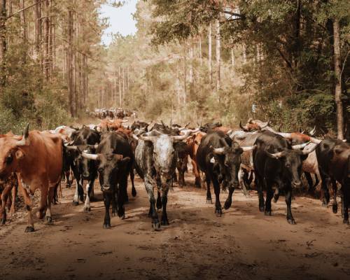 5th Annual Round Up Cattle Drive